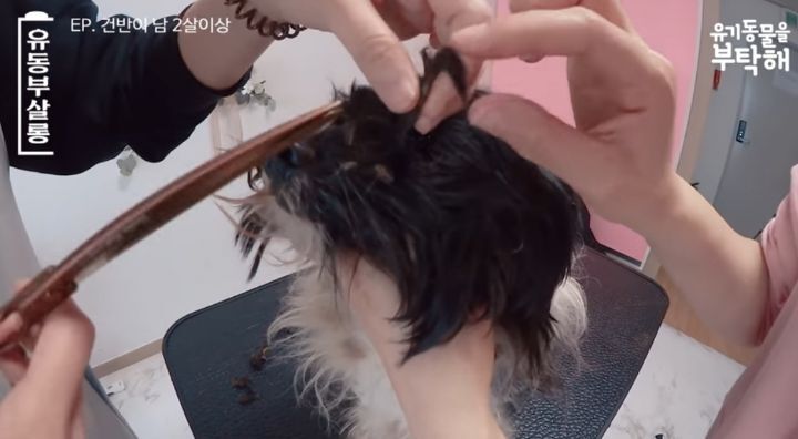 강쥐 건반이의 미용 전/후.jpg | 인스티즈