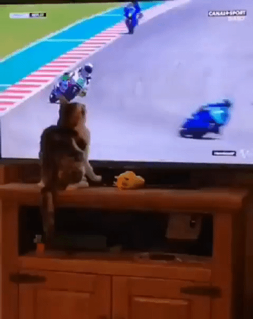 고양이가 고양이했다 | 인스티즈