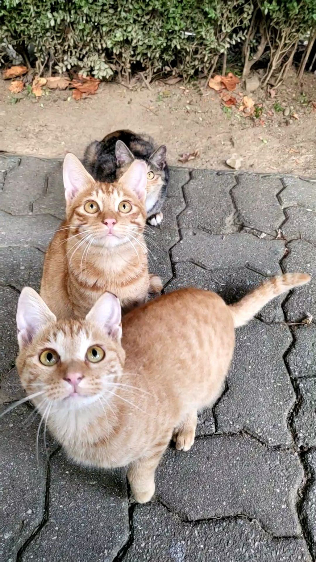 정말 너무 귀여운 캣홀릭대 고양이들 🐈 | 인스티즈