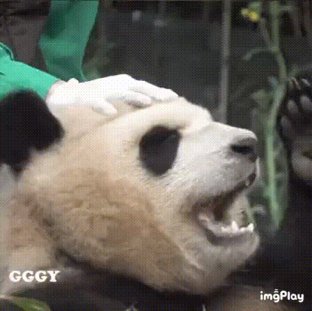 푸바오 얼굴 찌부 짤 모음 🥴 | 인스티즈