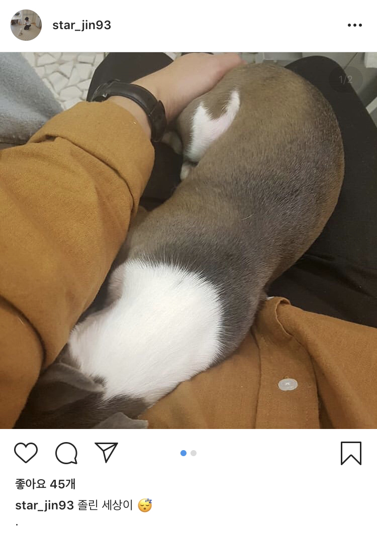 [세상에나쁜개는없다] 강아지 공장에서 구조되어 설채현 전문가에게 입양된 '세상이' 근황 | 인스티즈