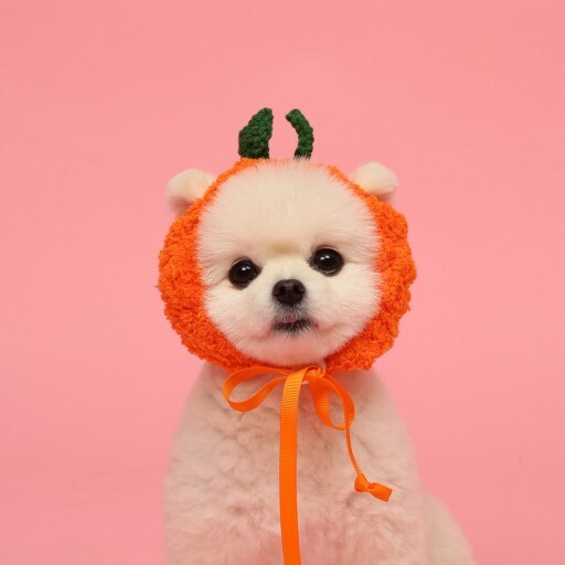 제주도 감귤 아이템🍊.jpg | 인스티즈