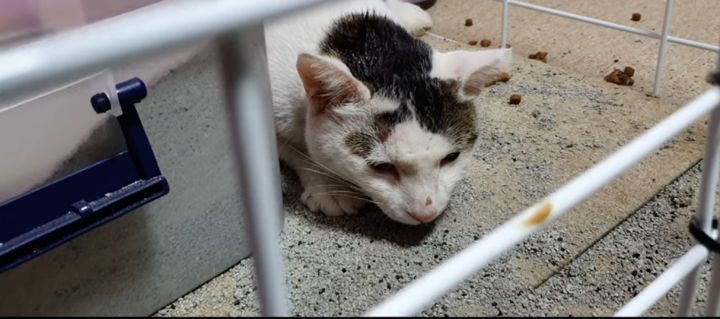 길고양이를 함부로 길들이면 안되는 이유..jpg | 인스티즈