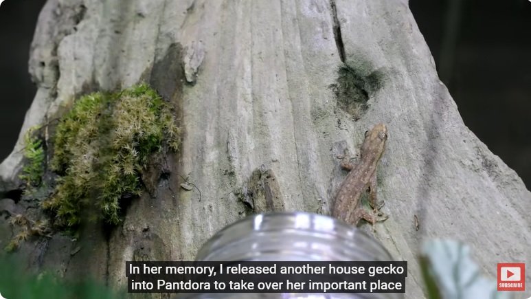 거대한 수조에 열대우림 환경을 조성해놓으면 생기는 일 - 2 | 인스티즈