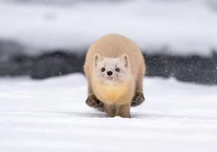 밍크 이미지