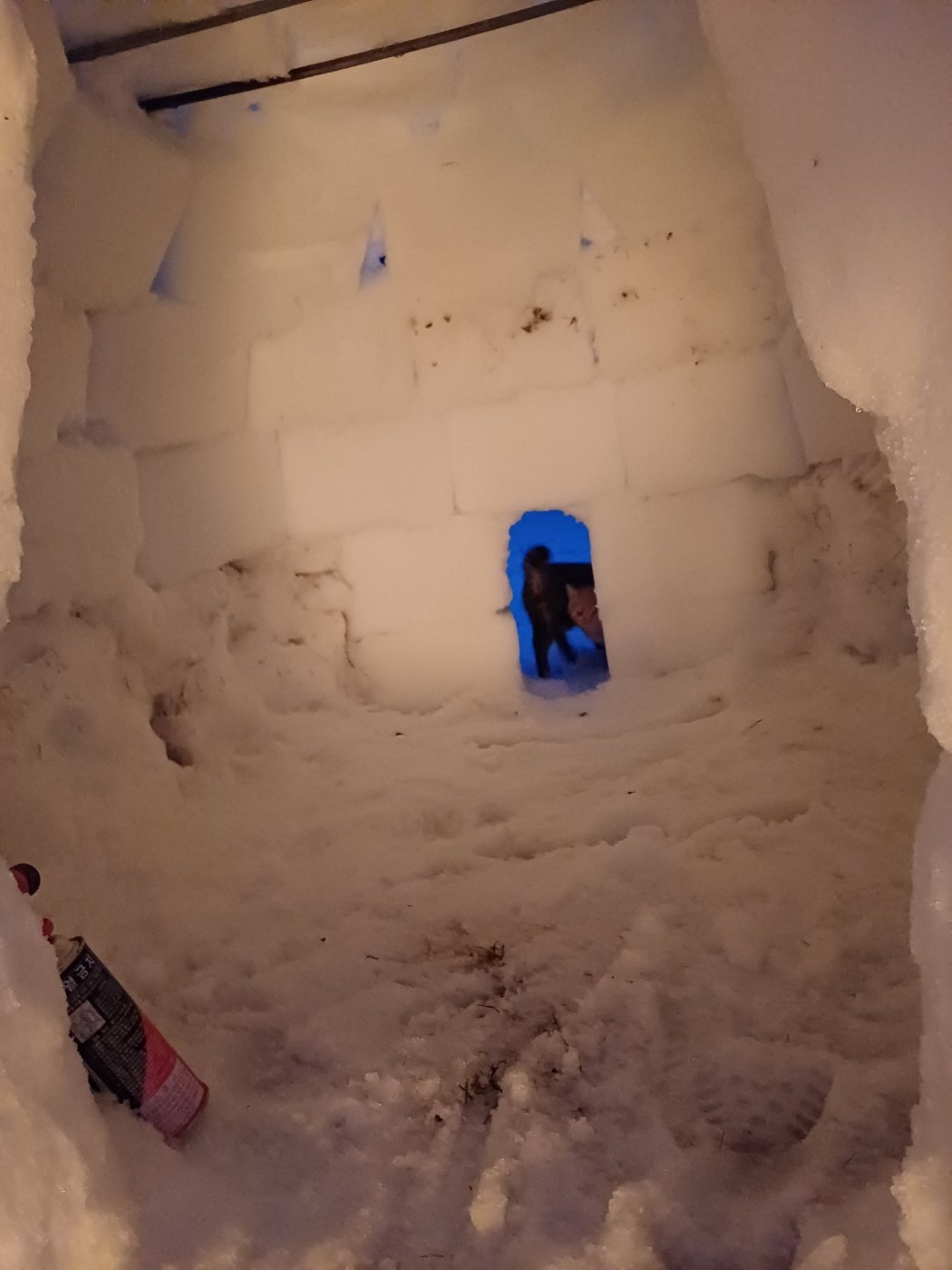 이글루를 만들었더니 찾아온 손님 | 인스티즈