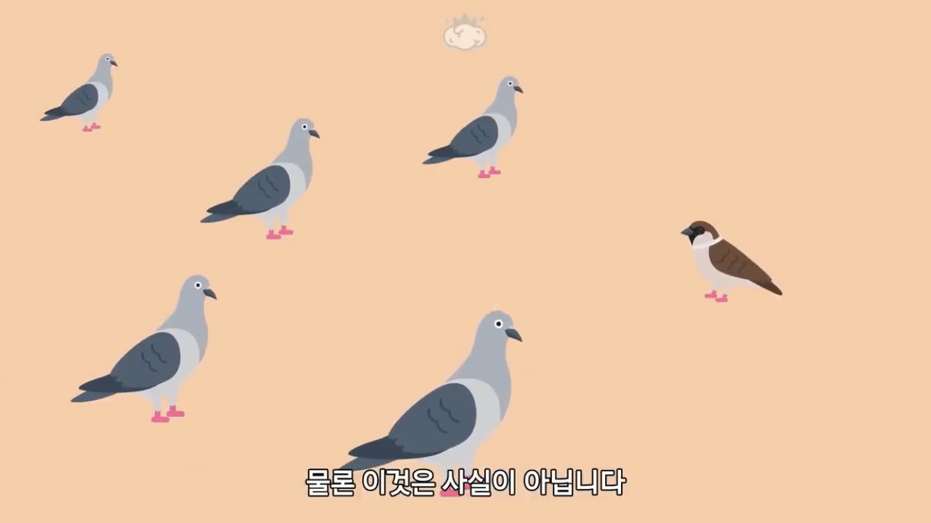 거리에 비둘기가 이렇게 많은데 왜 새끼 비둘기는 안 보일까? | 인스티즈