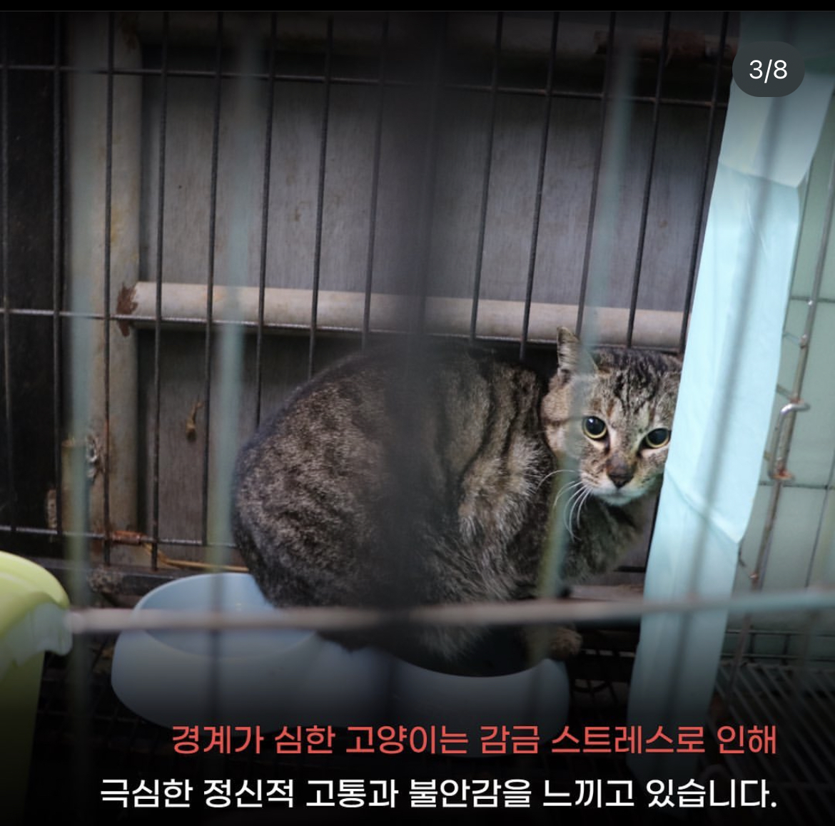 주인도 있는 마라도 고양이가 강제 방출 되어 열흘 넘게 갇혀 있는 중 | 인스티즈