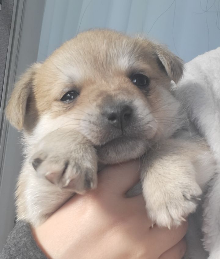 (공지라니... ++추가)새로생긴 회사 복지.. 미쳐서 도저히 일을 못하겠네.. (추가....)++추가 | 인스티즈