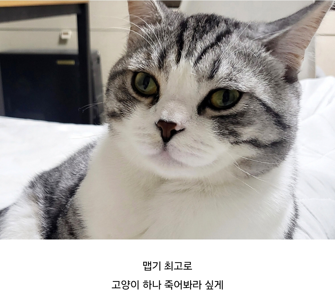 여시네 강아지고양이가 마라탕 엽떡 같은거 먹어도 ㄱㅊ? | 인스티즈