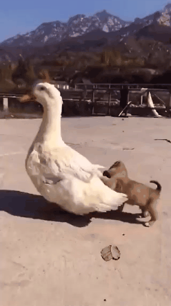 오리 탄 강아지 | 인스티즈