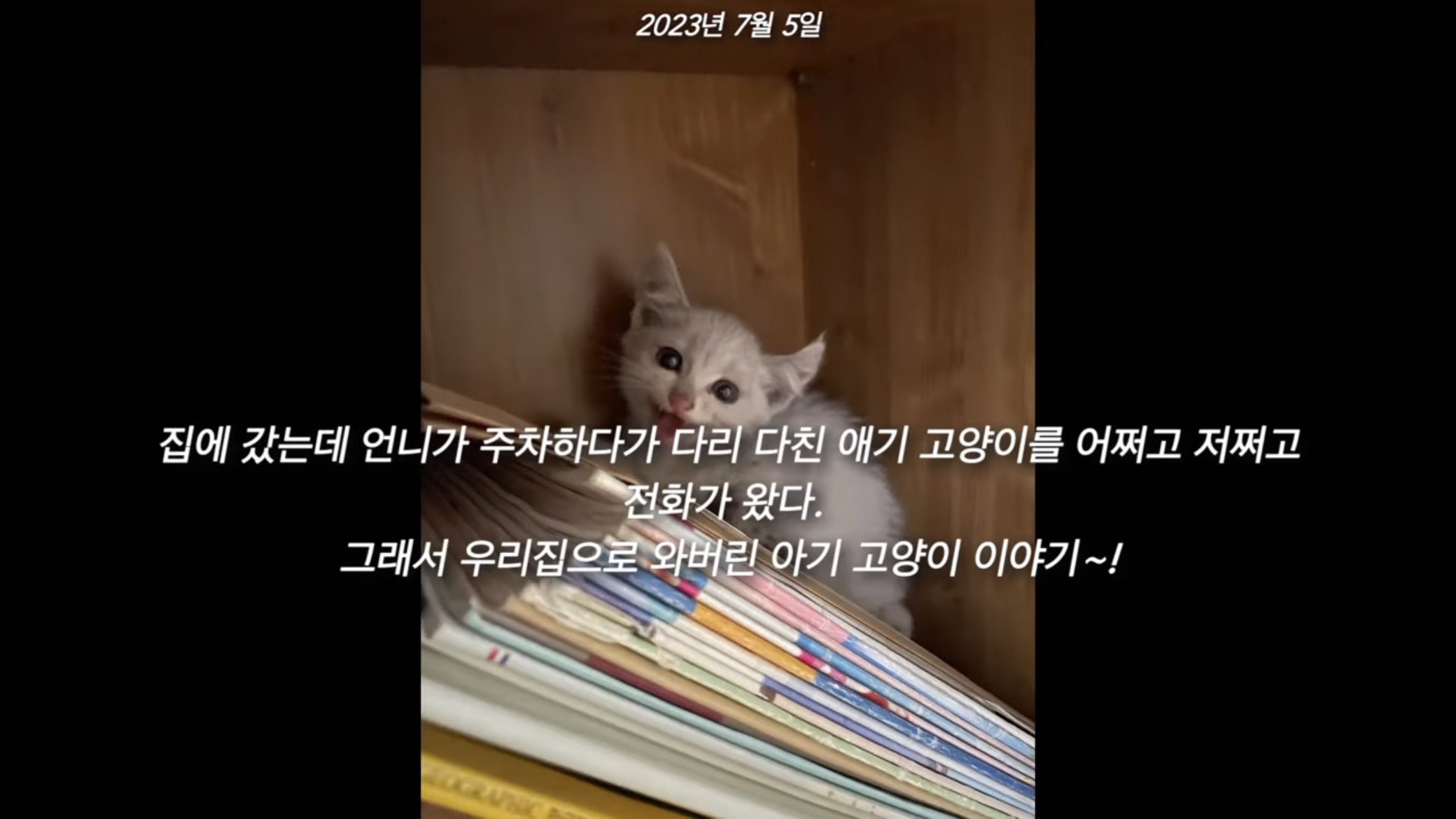 언니가 다리다친 아기고양이를 주워왔다 | 인스티즈