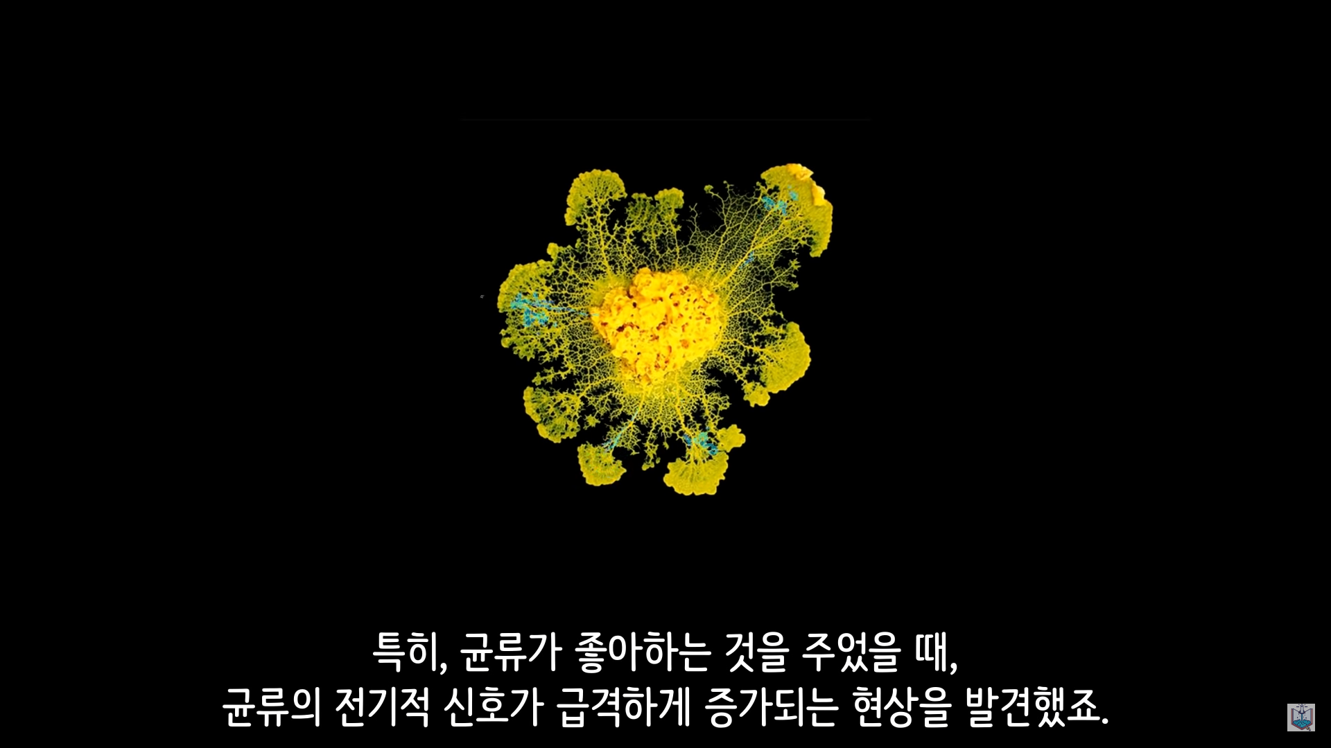 버섯이 단어와 문장을 사용해 서로 대화하고 있을지도 모른다고? | 인스티즈