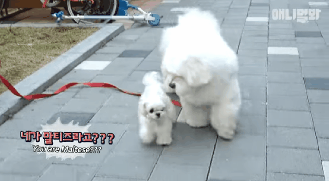 13kg 말티즈.gif | 인스티즈