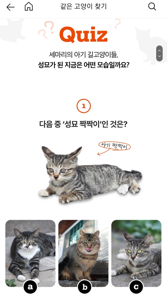 그대로 큰 아기 고양이들 | 인스티즈