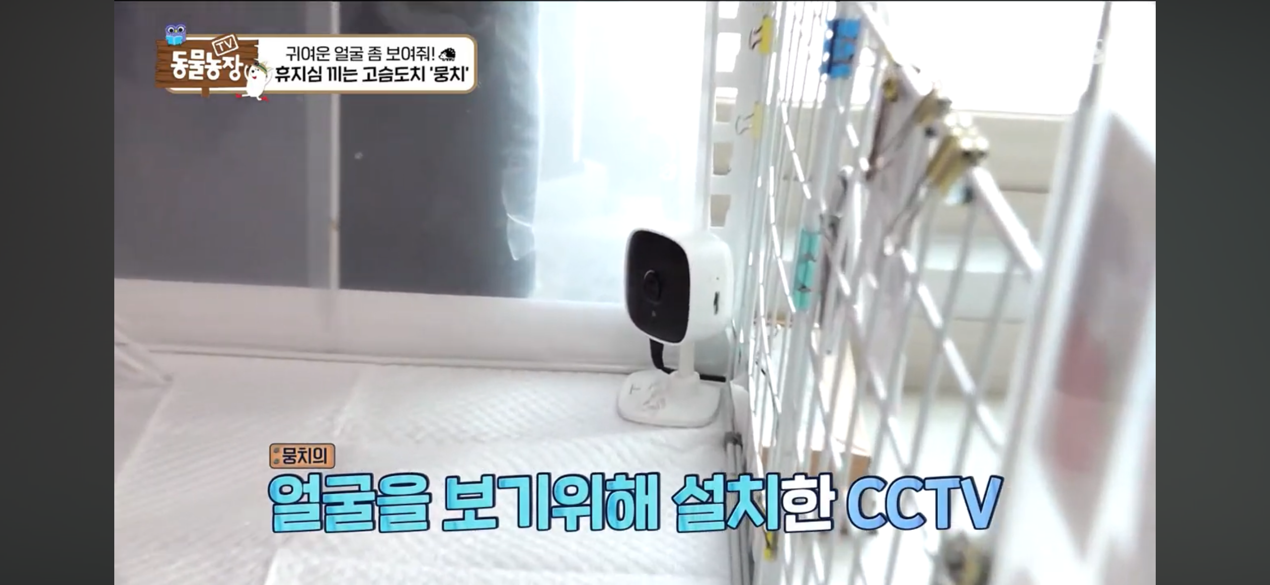 따봉고슴도치 휴지심 좋아도치 | 인스티즈