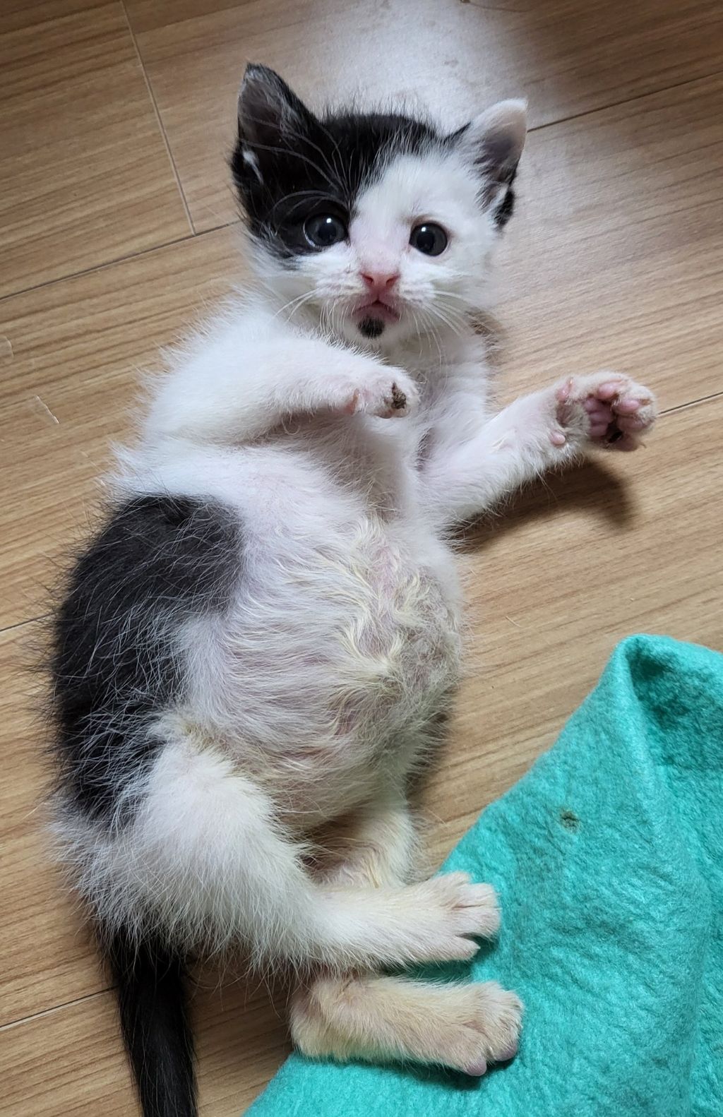 맘마야 이미지