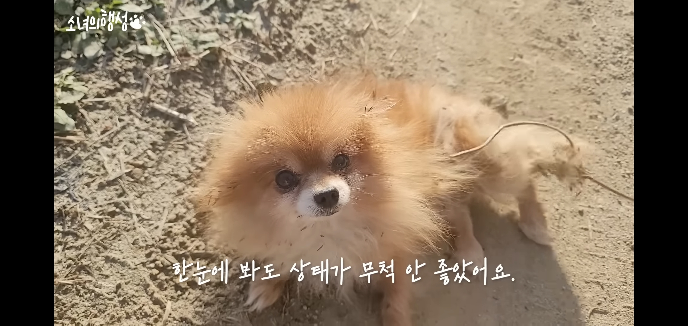 번식장에서 강아지 구조 후 치료했더니 절도죄로 고소당한 유튜버.jpg | 인스티즈