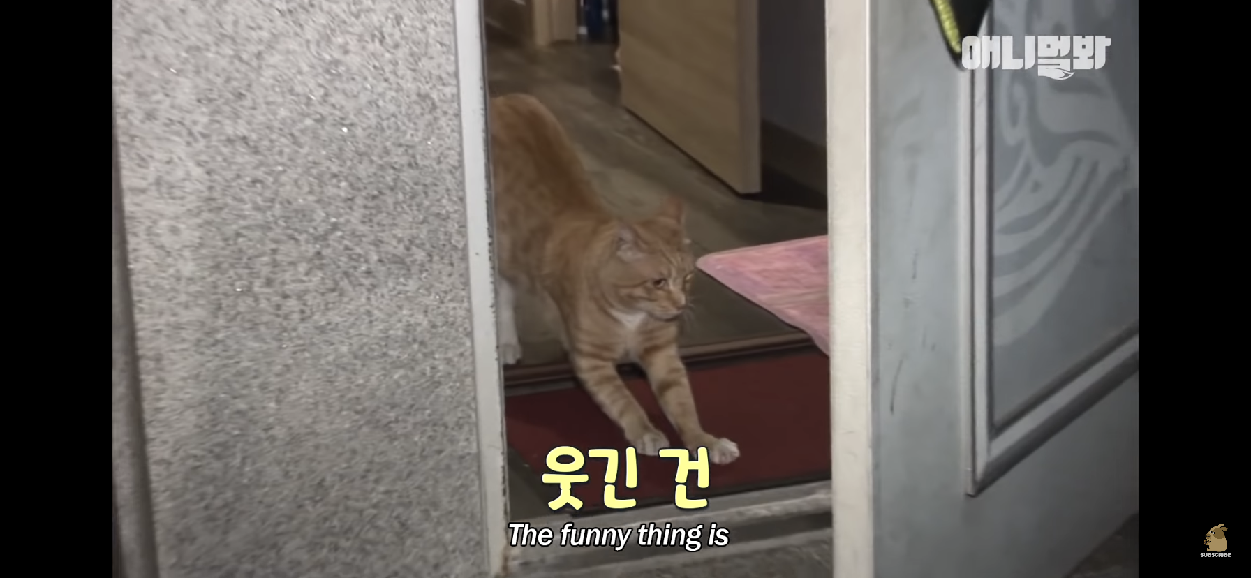 길고양이 목에 쪽지를 달자 생긴 영화같은 일 | 인스티즈