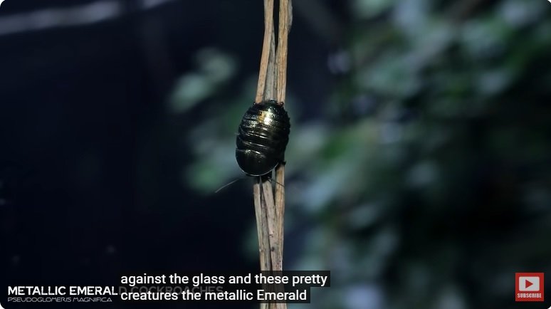 거대한 수조에 열대우림 환경을 조성해놓으면 생기는 일 - 3 | 인스티즈