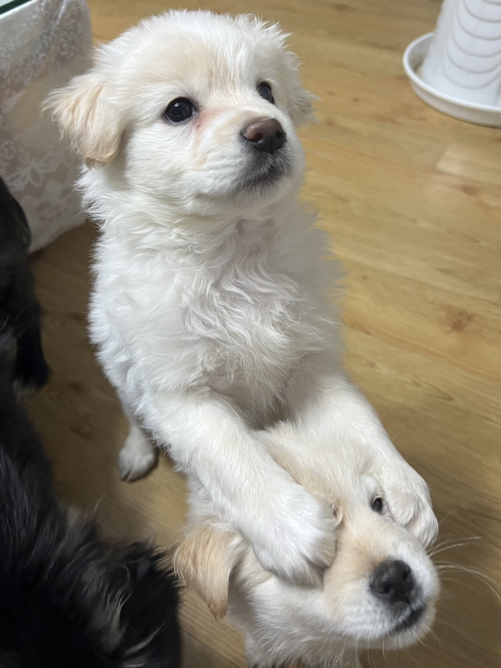 🐶입양홍보🐶 뭐? 순하고 밥잘먹는데 사람좋아하고 예쁘기까지한 강쥐들이 있다고? | 인스티즈