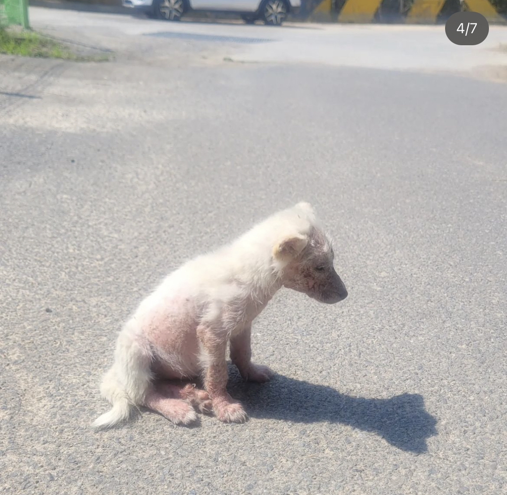 기적에 기적이 이어진 강아지 요미의 이야기 | 인스티즈