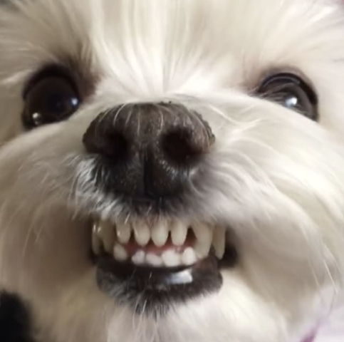 처키 VS 말티 & 푸들 - 누가 이길까? | 인스티즈