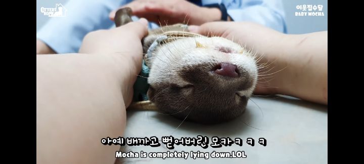 의사 선생님 품이 너무 좋은 아기수달 (아기수달 생애 첫 건강검진) | 인스티즈