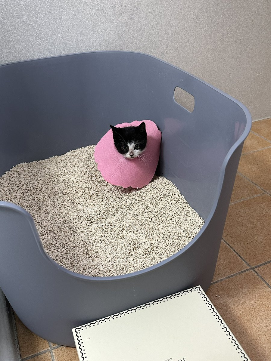 집안 가득 꺄악 소리 울려퍼짐 | 인스티즈