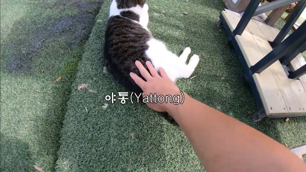 [hahaha] 고양이들은 꼬리 만지는 것을 좋아하지 않는다 | 인스티즈