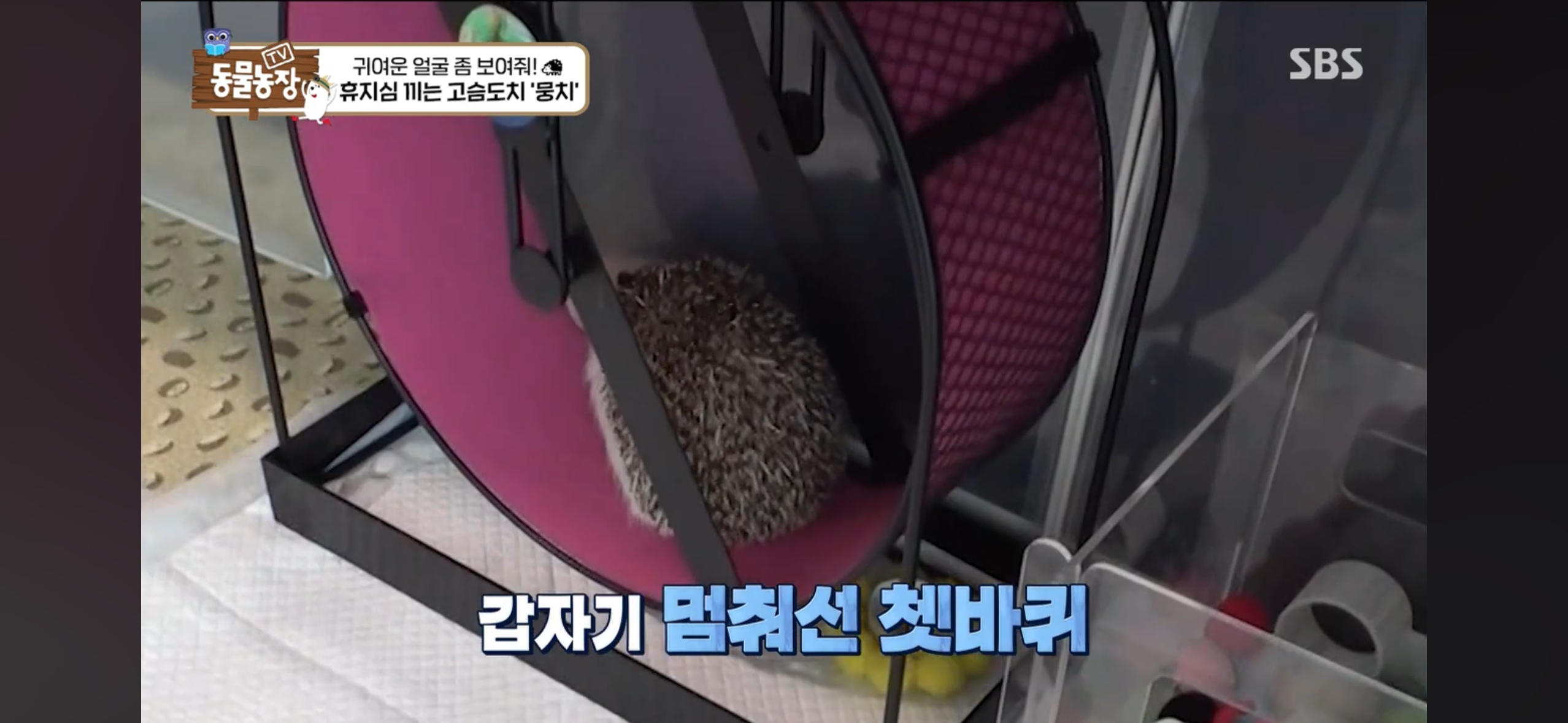 따봉고슴도치 휴지심 좋아도치 | 인스티즈