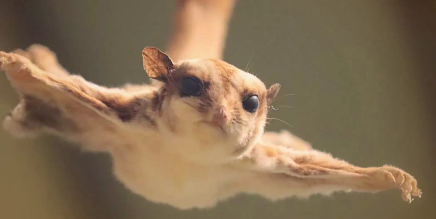 거미가 만약에 이렇게 생겼으면 집에 들일 수 있다?없다? | 인스티즈