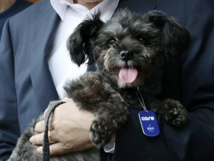 문토리 견상변화(유기견이 사랑받고 자라면 생기는 일) | 인스티즈