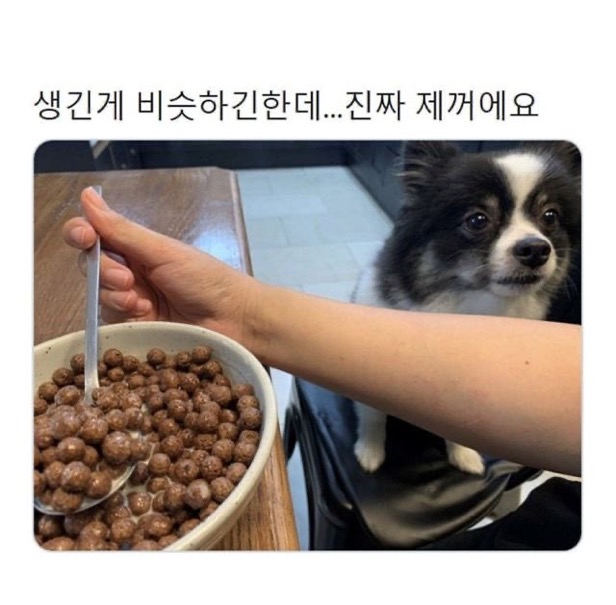 수달은 새끼를 낳으면 이곳저곳 돌아다니며 자랑하는 습성이 있습니다 | 인스티즈