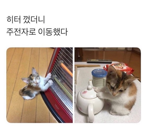 수달은 새끼를 낳으면 이곳저곳 돌아다니며 자랑하는 습성이 있습니다 | 인스티즈