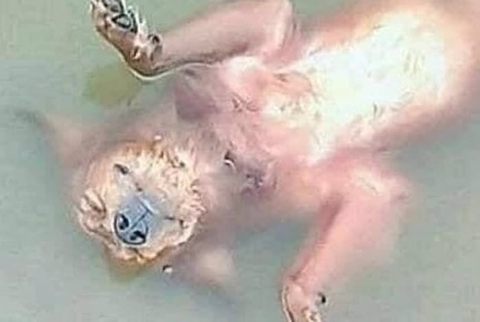 돌연 사라진 강아지 찾으러 돌아다니던 주인은 강물에 '둥둥' 떠있는 모습 보고 오열했는데… | 인스티즈