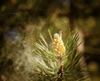 매년 4월~5월 네이버에 꽃가루지수 검색해야하는 이 유 | 인스티즈