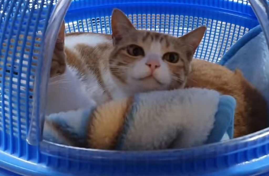 0ba086ca932b28cc79ff99b0fce3f056c2c63e19