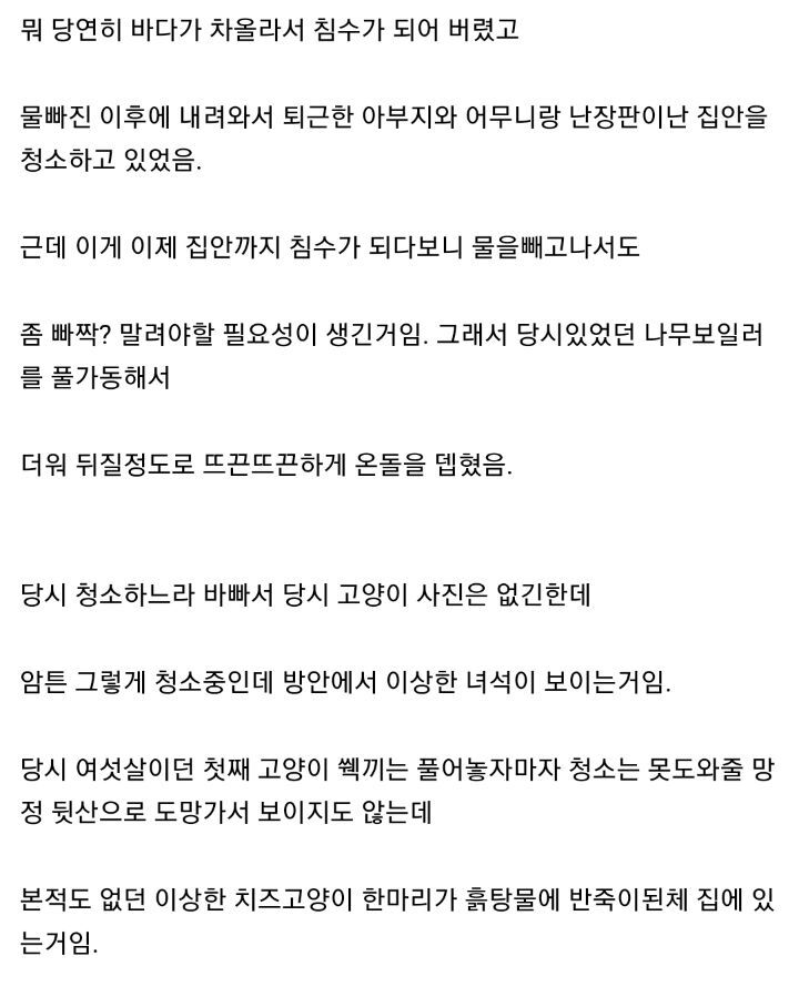 태풍 3번이면 고양이를 얻는다. jpg | 인스티즈