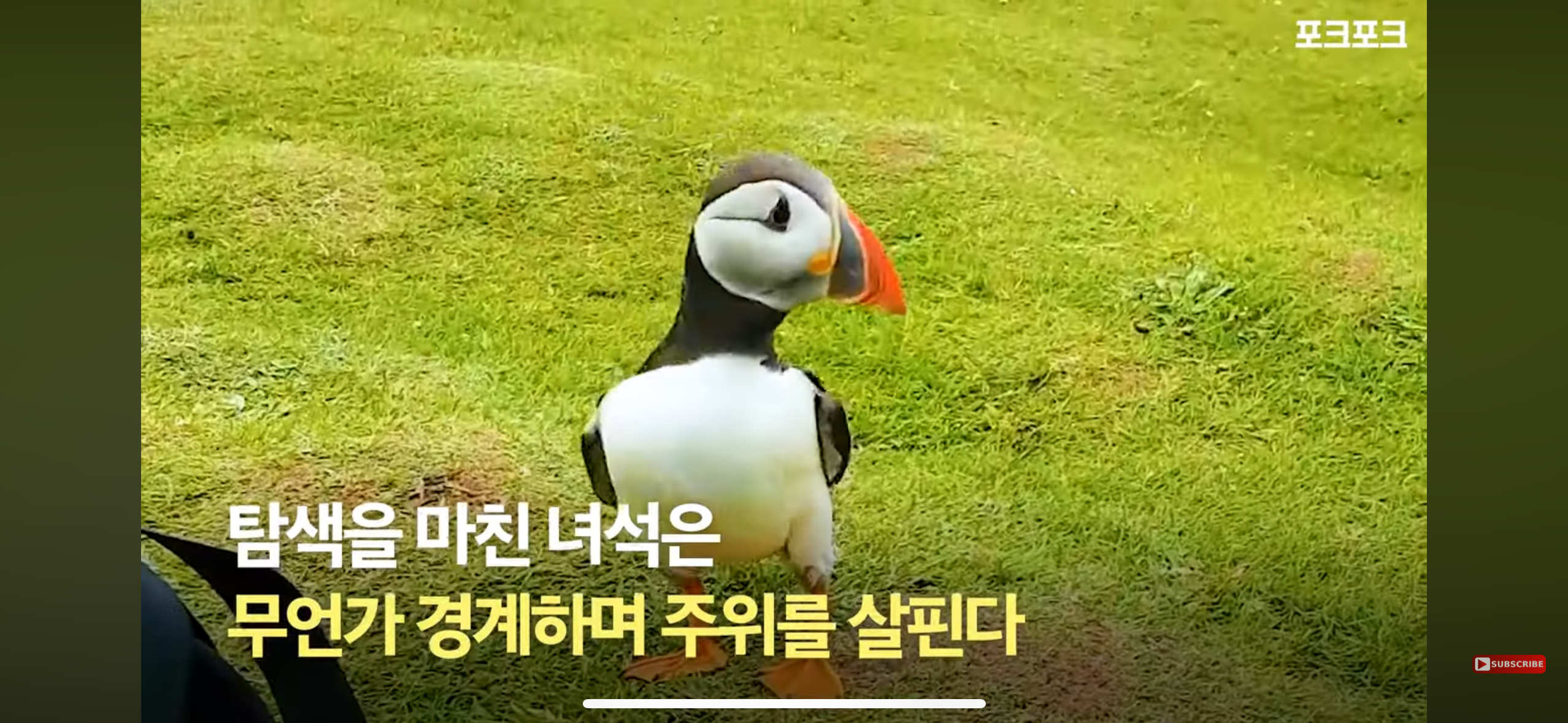 갑자기 사진작가에게 다가온 퍼핀 | 인스티즈