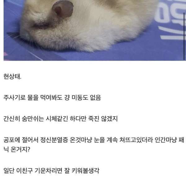 디씨인사이드 야옹이 갤러리 역대만행정리 (잔인함 주의) 사진 | 인스티즈