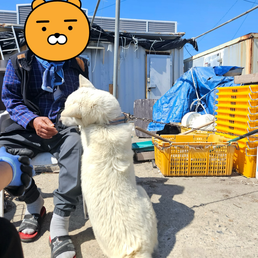 [입양홍보] 개장수에게 팔렸다 되찾아온 방치견 진순이·진돌이, 평생 가족을 찾아요! (부산/울산/전국) | 인스티즈