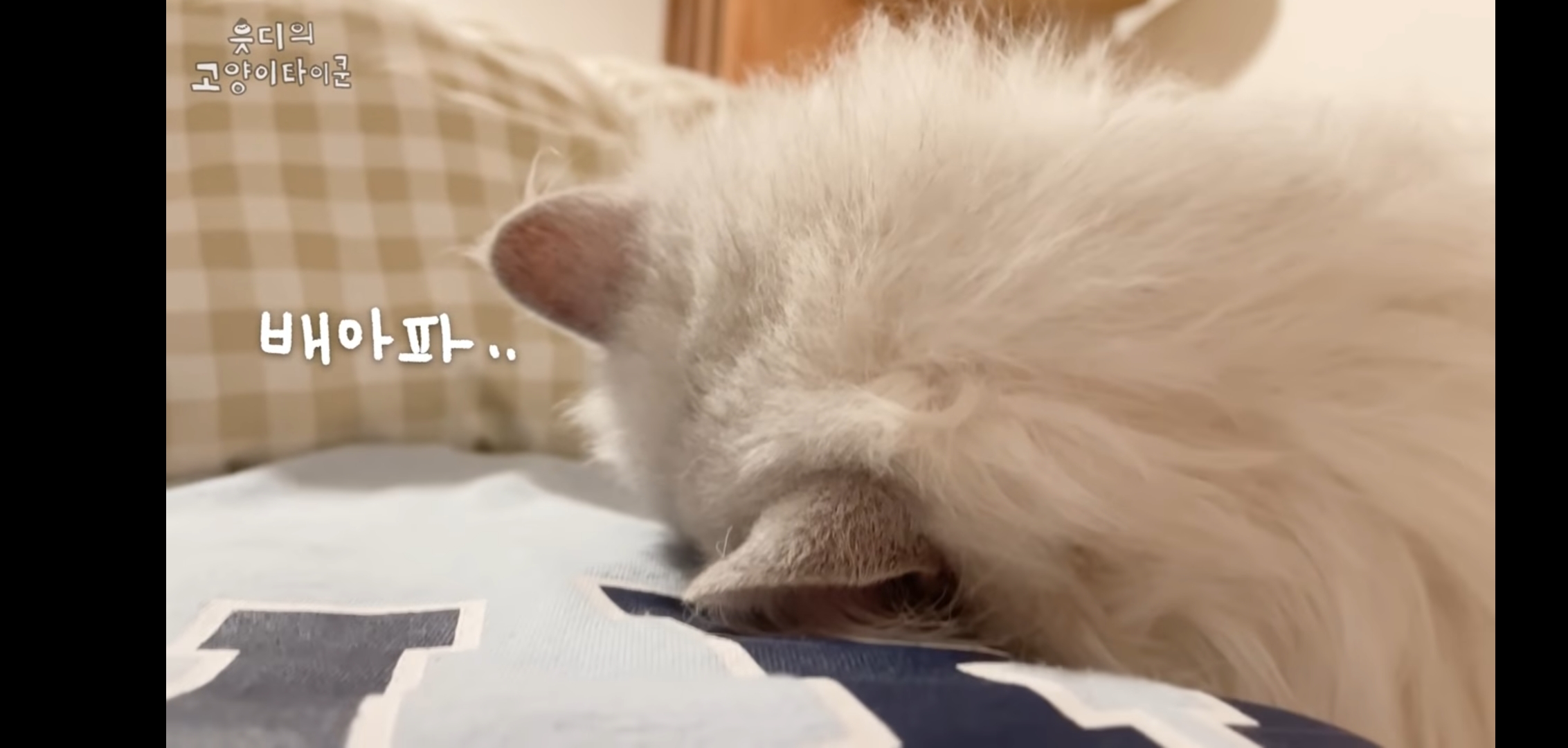 cctv보고 오열😭 응가실수하고 혼자 치우려는 고양이 | 인스티즈