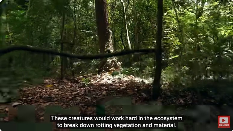 거대한 수조에 열대우림 환경을 조성해놓으면 생기는 일 - 2 | 인스티즈