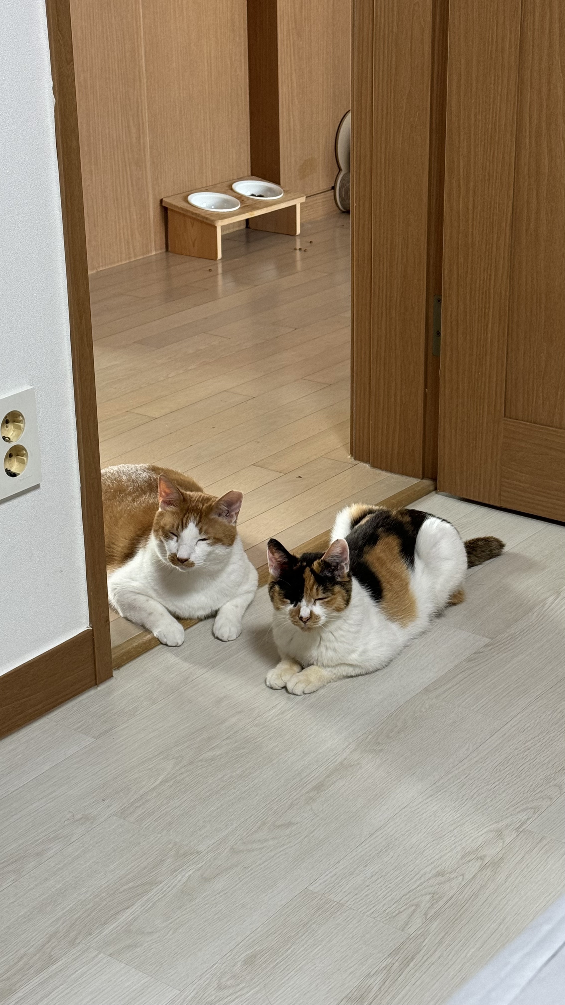 코시국에 재택하다가 고양이를 만났는데.. | 인스티즈