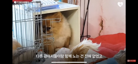입양가는데 우는 강아지 | 인스티즈