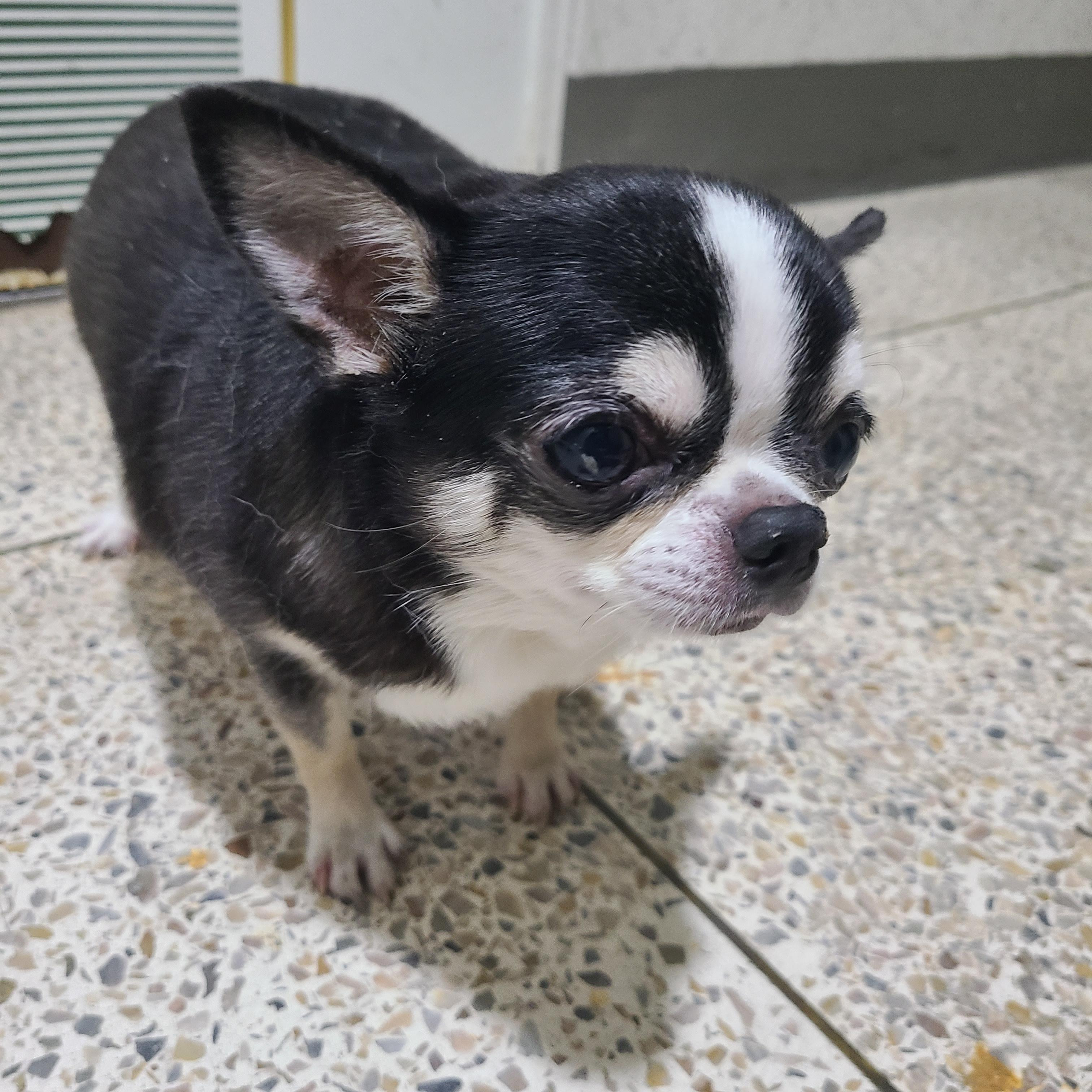 길잃은 뚱쭝 치와와 주인 찾아준 개드립인 | 인스티즈