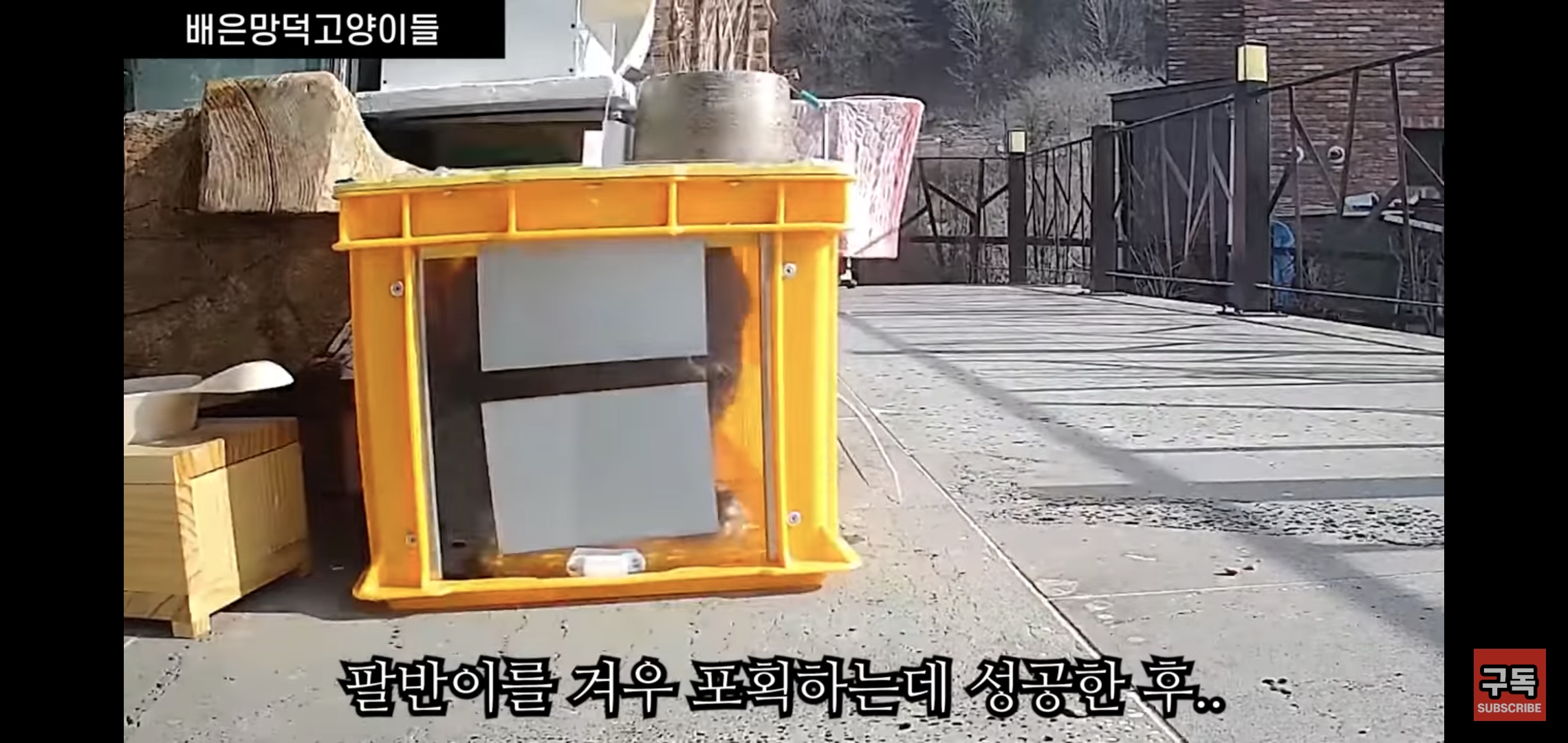 집 마당에 고양이가 나타나는 족족 다 잡아버리는 유튜버..jpg | 인스티즈