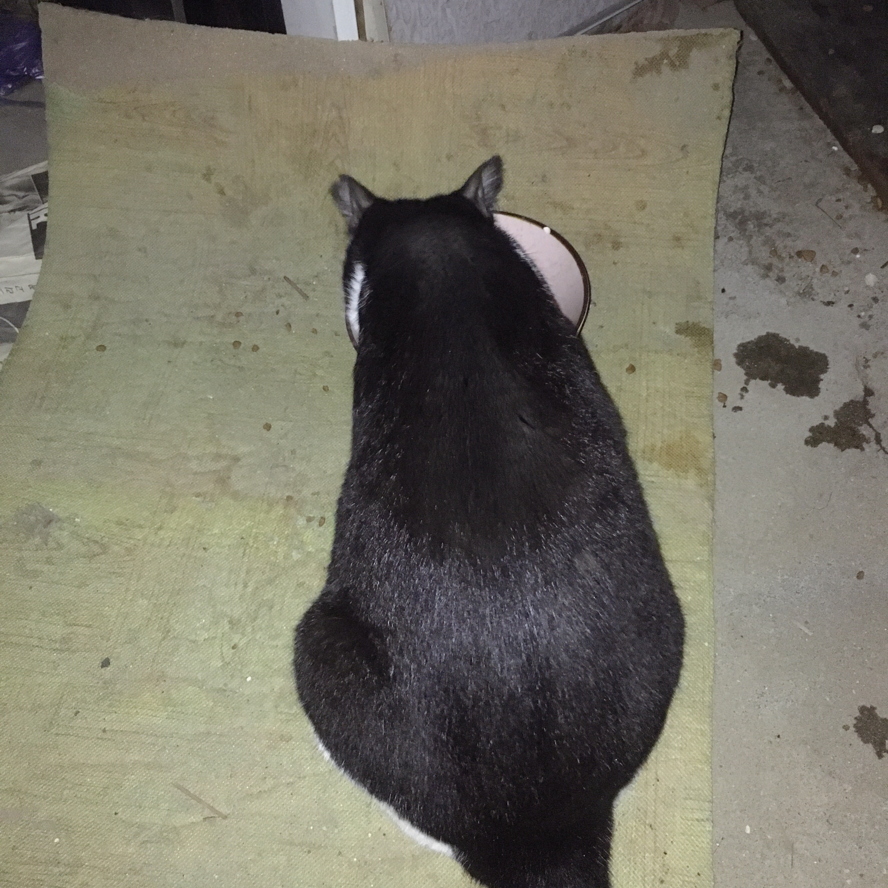 나 약간 피리부는 사나이...?🐈🐈🐈 | 인스티즈