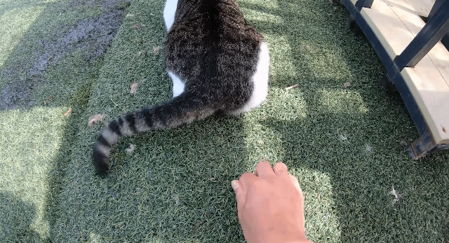 [hahaha] 고양이들은 꼬리 만지는 것을 좋아하지 않는다 | 인스티즈